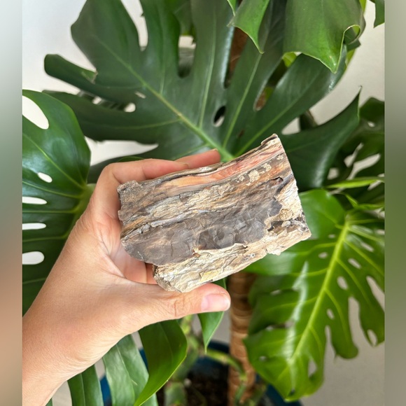 Petrified Wood - Picture 4 of 7